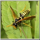 Tenthredo scrophulariae - Braunwurz-Blattwespe 09.jpg